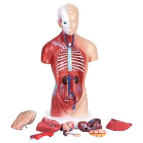 Human Body Part Models