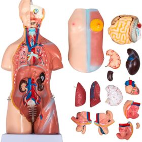 Human Body Part Models